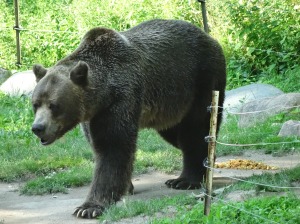 This pacing grizzly bear kept testing the electric fence.  It was disturbing.