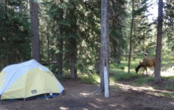 Campsite with elk