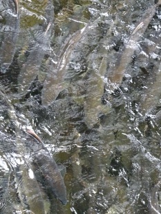 Ketchikan Creek Salmon