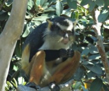 Guenon Monkey, San Diego Zoo