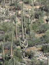 Yogi Cactus, Saguaro Natl Park E